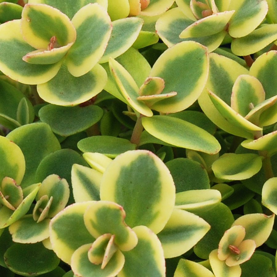 SunSparkler® Sedum Lime Twister pp#26,895