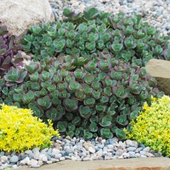 SunSparkler® Sedums Lime Zinger pp#24,632
