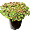 SunSparkler® Sedums Lime Zinger pp#24,632