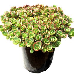 SunSparkler® Sedums Lime Zinger pp#24,632
