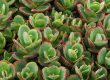 SunSparkler® Sedums Lime Zinger pp#24,632