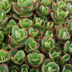 SunSparkler® Sedums Lime Zinger pp#24,632