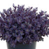 SunSparkler® Sedums Plum Dazzled pp#30,348