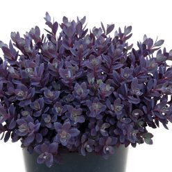 SunSparkler® Sedums Plum Dazzled pp#30,348