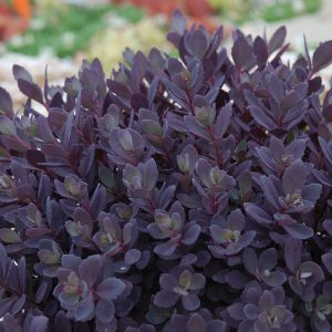 SunSparkler® Sedums Plum Dazzled pp#30,348