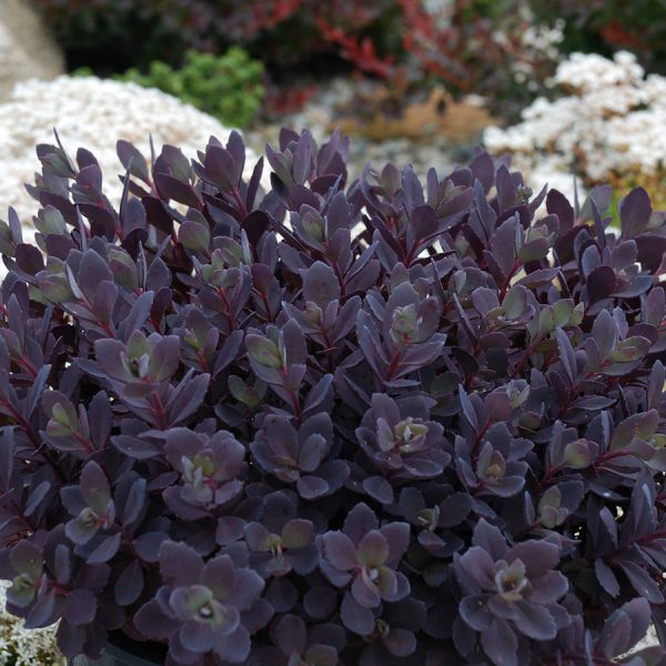 SunSparkler® Sedums Plum Dazzled pp#30,348