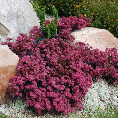 SunSparkler® Sedums Plum Dazzled pp#30,348