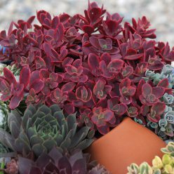 SunSparkler® Sedums Wildfire pp#28,621