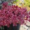 SunSparkler® Sedums Wildfire pp#28,621