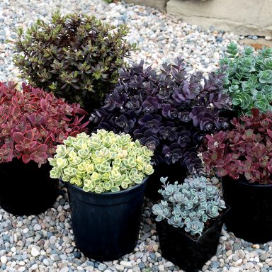 SunSparkler Collection