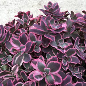 SunSparkler® Sedums Dream Dazzler ppaf