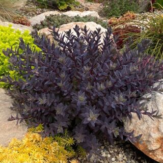 Feathered Friends Ajuga Parrot Paradise ppaf – Garden Solutions