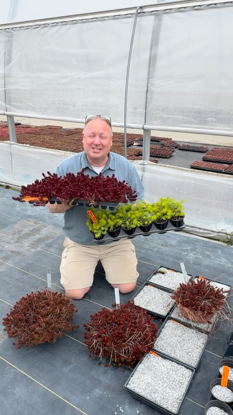 What do you think? Are we there yet?!

#plantbreedingisfun #plantbreeding #newplants #sedums