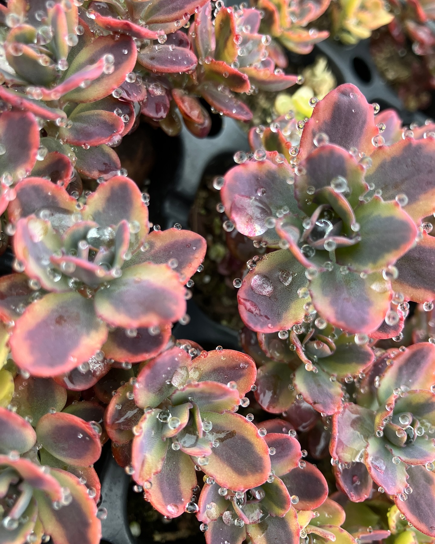 Dazzling Dynamite after a little morning rain

#sunsparklers #sunsparklersedum #dazzlingdynamite #groundcover #sedums #plants