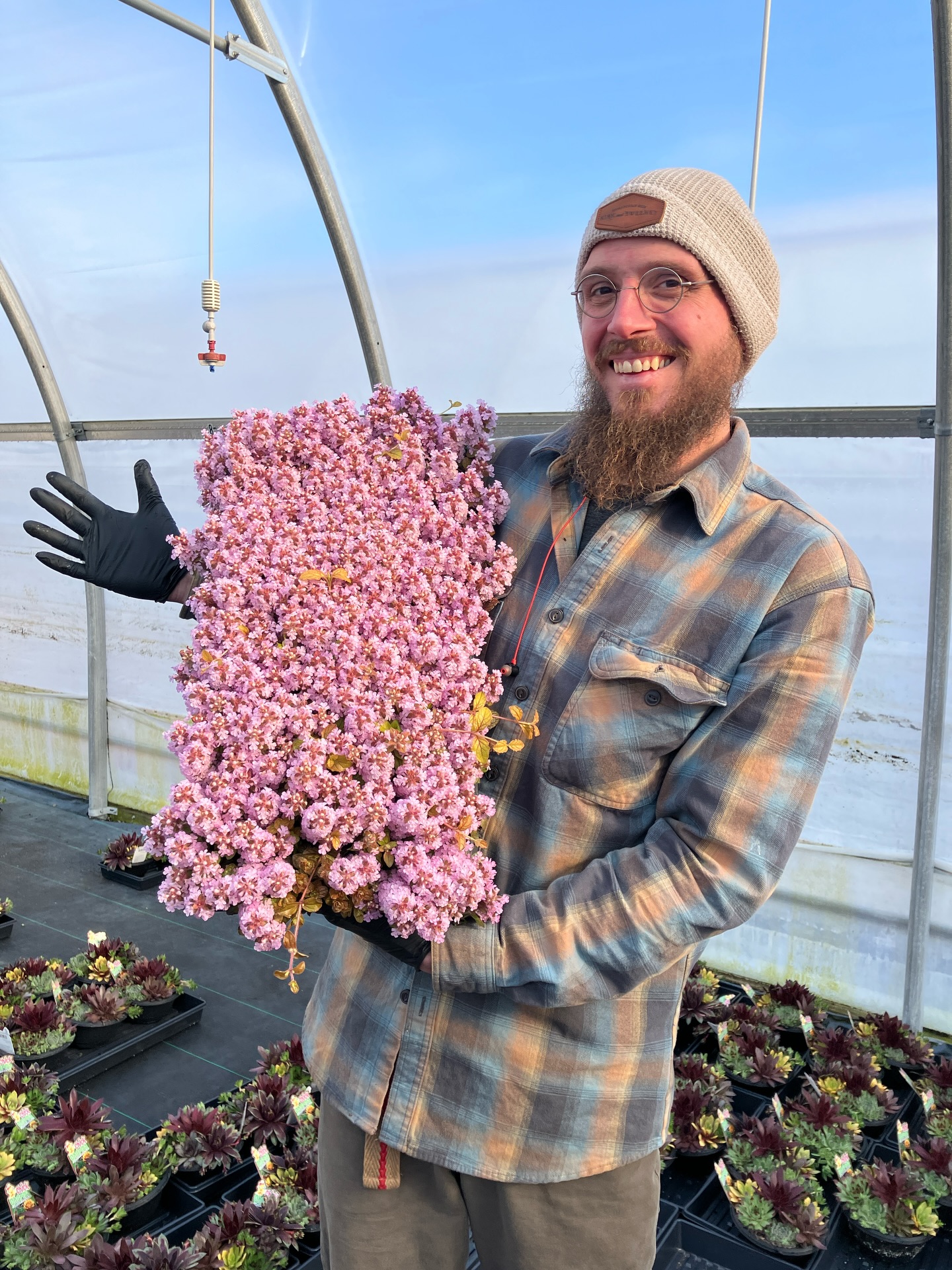 Pink Pelican’s flower show is AMAZING! The Feathered Friends ajugas are loving our suddenly warmer weather and blooming in the greenhouses. I’m “patiently” waiting for the ones in the rock garden to warm up too!