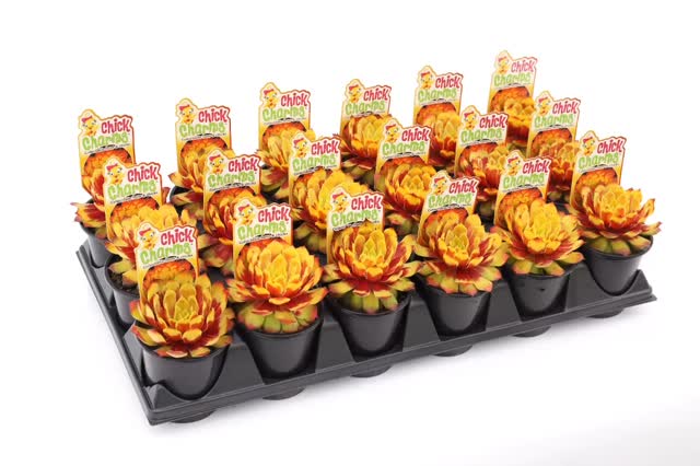 FIRST TIME EVER SALE: Chick Charms® single variety trays available to book now! Only $2.50 per pot, must ship by June 29th. 

Includes varieties never before available in finished trays: Sugar Shimmer, Gold Nugget, Silver Suede, Candied Apple, Powdered Pastry, Mint Marvel, Gold Dust, Cherries Jubilee, Grape Galaxy, Gold Rush, Cranberry Cocktail, Cosmic Candy, Chocolate Kiss, Appletini, Butterscotch Baby, Berry Bomb, Berry Blues, Appletini

Get them while they last!