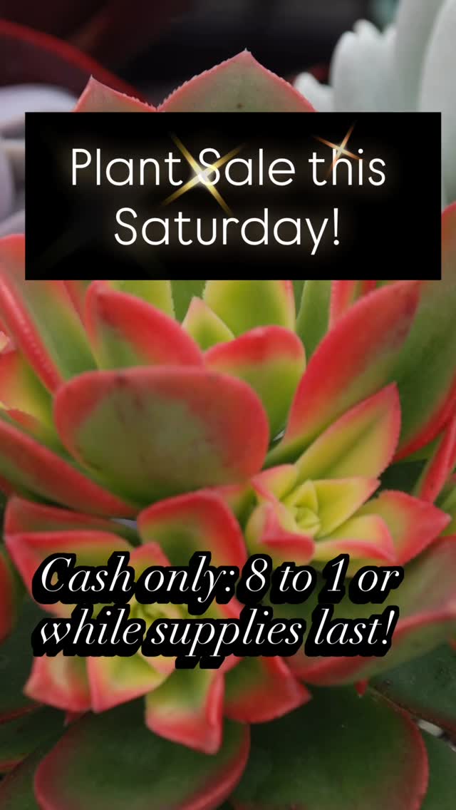 Join us this Saturday from 8 to 1 for our first ever sale! Please note: we are cash only
