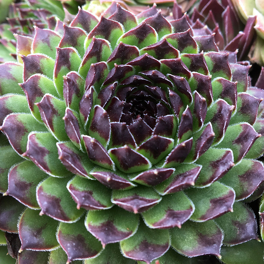 Chick Charms® Appletini™