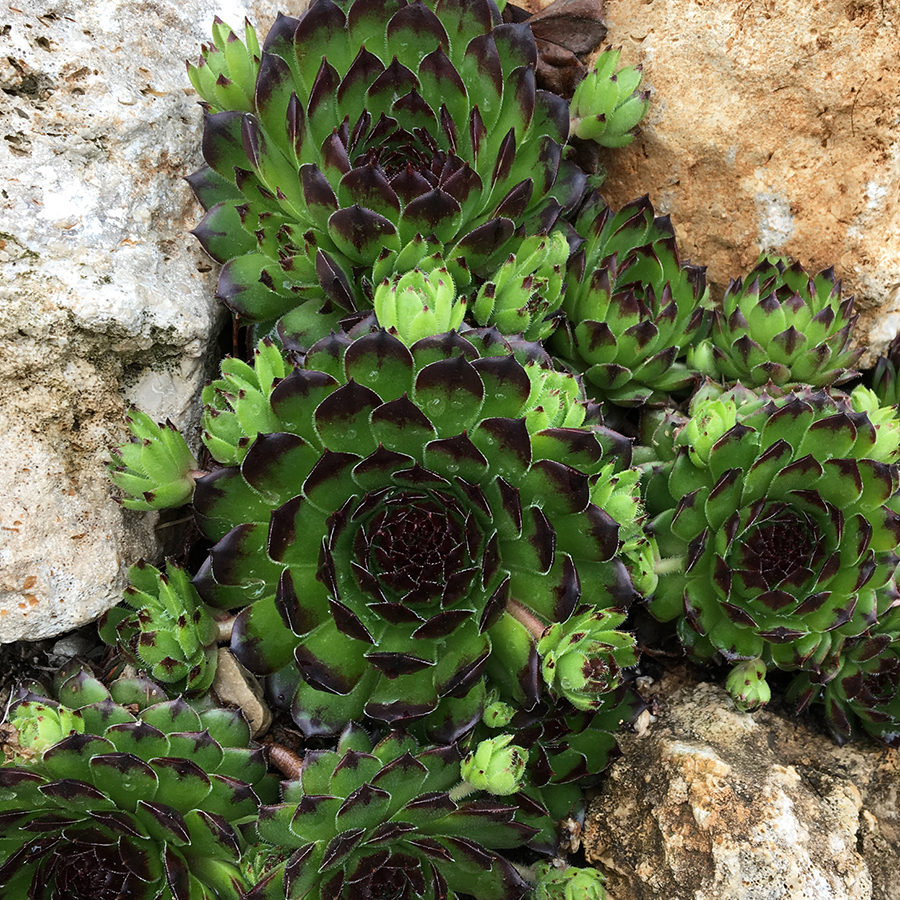 Chick Charms® Appletini™