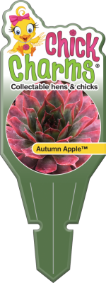 Chick Charms® Autumn Apple™ tag