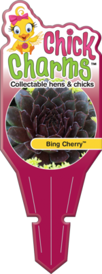 Chick Charms® Bing Cherry™ Tag