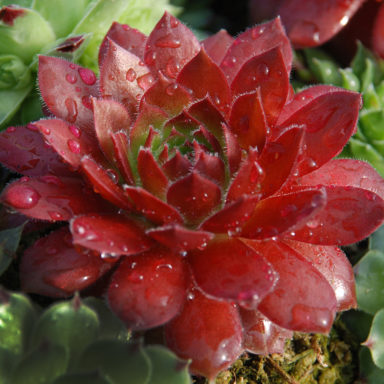 Chick Charms® Cherry Berry™