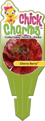 Chick Charms® Cherry Berry™ Tag