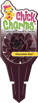 Chick Charms® Chocolate Kiss™ Tag