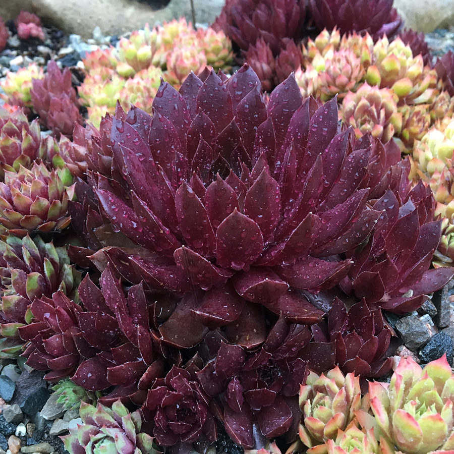 Chick Charms® Chocolate Kiss™