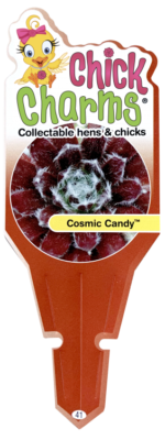 Chick Charms® Cosmic Candy™