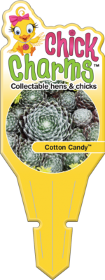 Chick Charms® Cotton Candy™ Tag