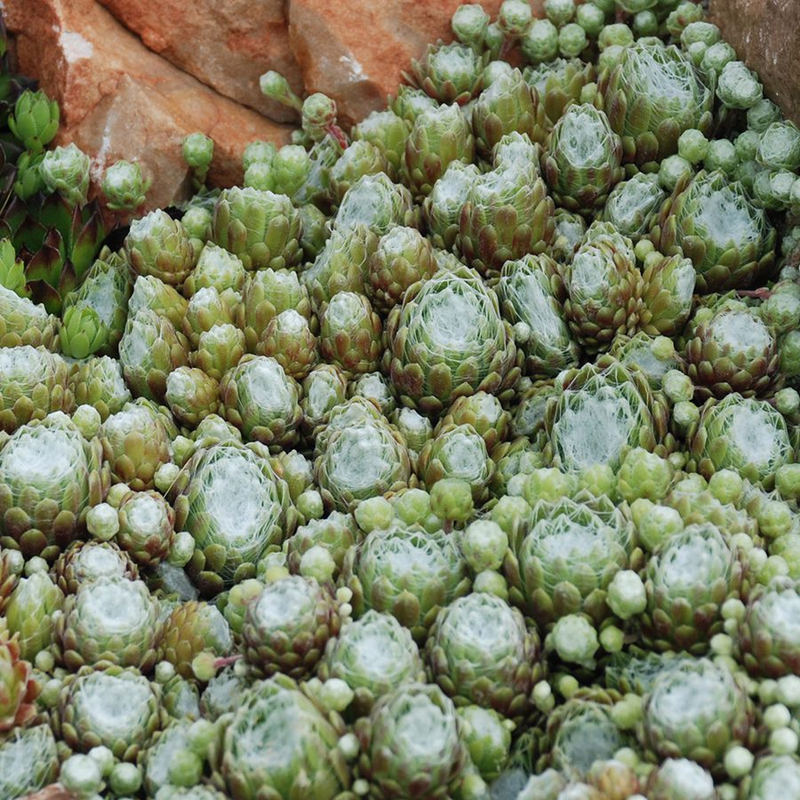 Chick Charms® Cotton Candy™