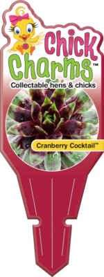 Chick Charms® Cranberry Cocktail™ Tag