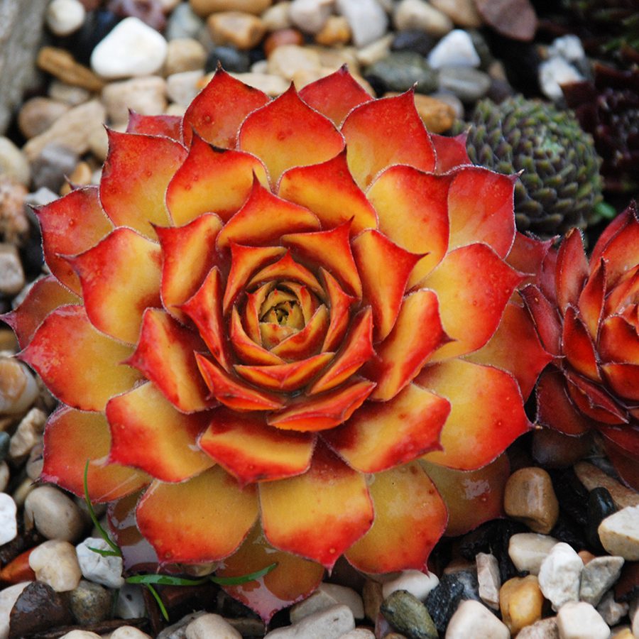 Chick Charms® Gold Nugget pp #28,284