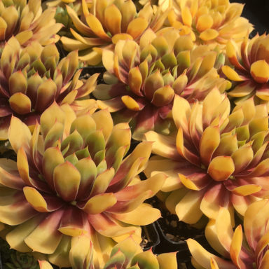 Chick Charms® Gold Nugget pp #28,284