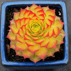 Chick Charms® Gold Nugget pp #28,284