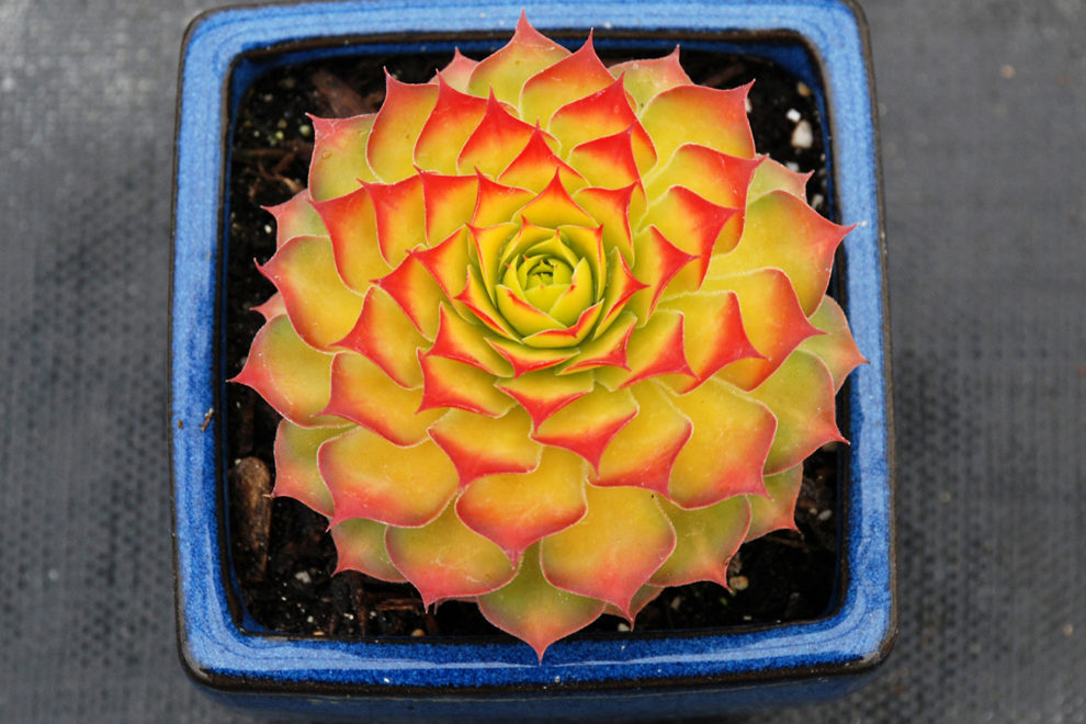 Chick Charms® Gold Nugget pp #28,284