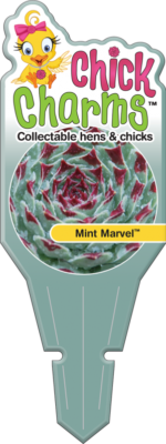 Chick Charms® Mint Marvel™ Tag