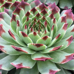 Chick Charms® Mint Marvel™