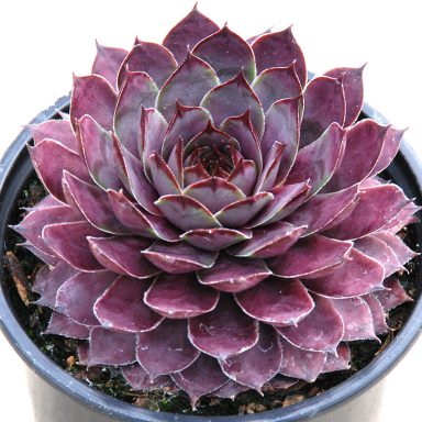 Chick Charms® Plum Parfait™