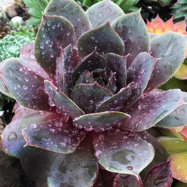 Chick Charms® Plum Parfait™