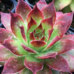 Chick Charms® Strawberry Kiwi™