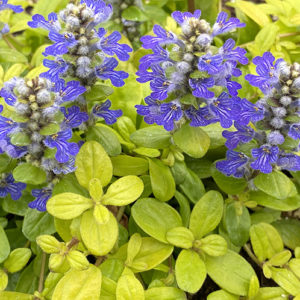 Feathered Friends™ Ajuga Cordial Canary ppaf