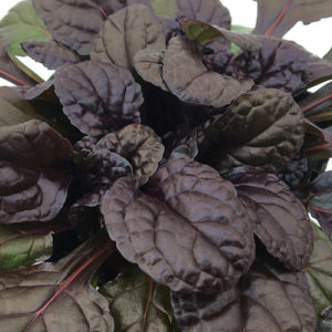 Feathered Friends™ Ajuga Fierce Falcon ppaf