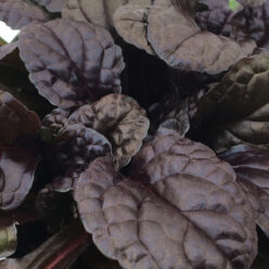 Feathered Friends™ Ajuga Fierce Falcon ppaf