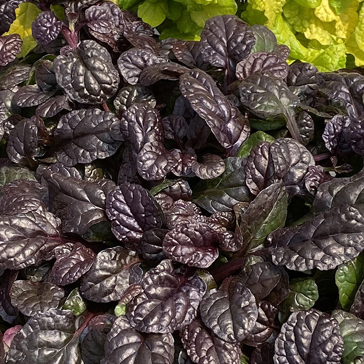 Feathered Friends™ Ajuga Fierce Falcon ppaf