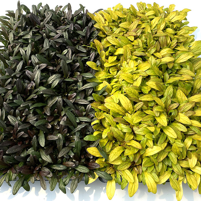 Feathered Friends™ Ajuga Noble Nightingale ppaf and Petite Parakeet ppaf