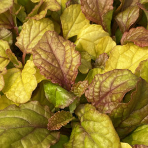 Feathered Friends™ Ajuga Parrot Paradise ppaf