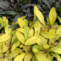 Feathered Friends™ Ajuga Petite Parakeet ppaf