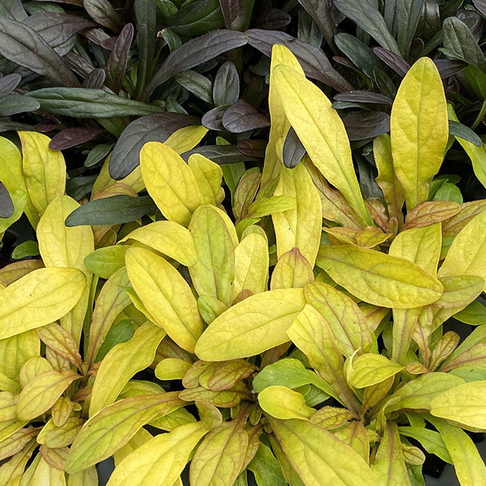 Feathered Friends™ Ajuga Petite Parakeet ppaf
